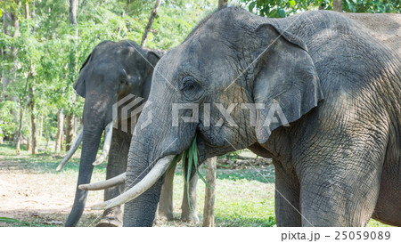 Two young elephant eating their food. Two young elephant eating their food. 25059089