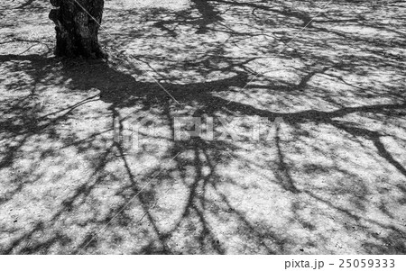 Shadow of a tree on the floor, black and white color. Shadow of a tree on the floor, black and white color. 25059333