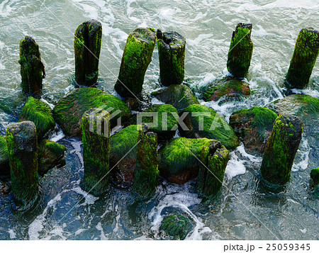 colorful green moss seaweed on old timber colorful green moss seaweed on old timber 25059345