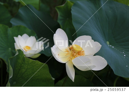 ハスの花 25059537