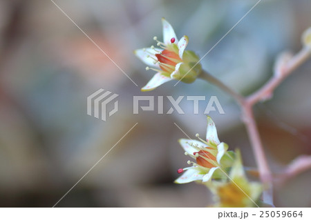 多肉植物の白い花の写真素材