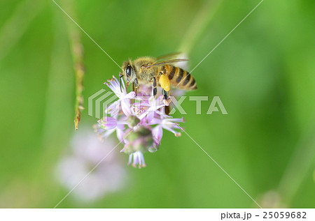 ミツバチとヤブランの花 25059682