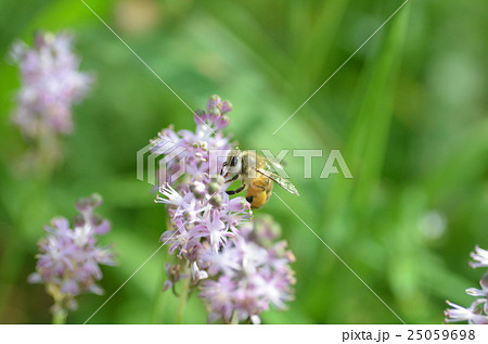 ミツバチとヤブランの花 ミツバチとヤブランの花 25059698