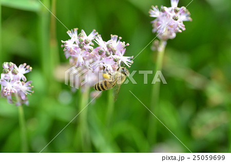 ミツバチとヤブランの花 ミツバチとヤブランの花 25059699
