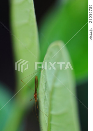 フェイジュアの葉に昆虫 25059789