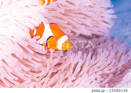 カクレクマノミ カクレクマノミ 25060136