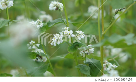 蕎麦畑　行幸田(みゆきだ/旧　ぎょうこだ) 25060424