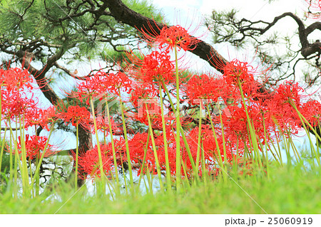 旧芝離宮恩賜庭園の彼岸花 9月 東京都港区の写真素材