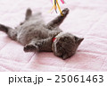 ブリティッシュショートヘアの仔猫 25061463