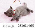 ブリティッシュショートヘアの仔猫 25061465