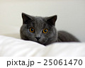 ブリティッシュショートヘアの真ん丸な目 25061470