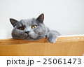 ブリティッシュショートヘアのダルそうな表情 25061473