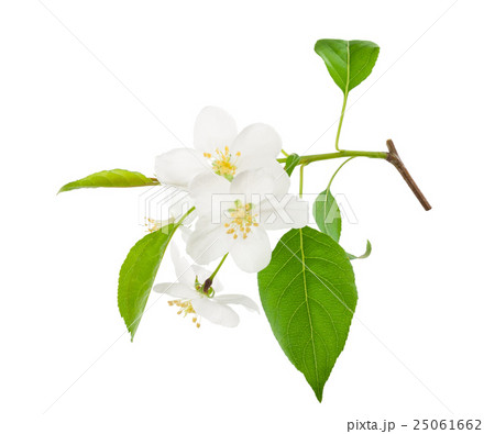 Blooming apple tree Blooming apple tree 25061662