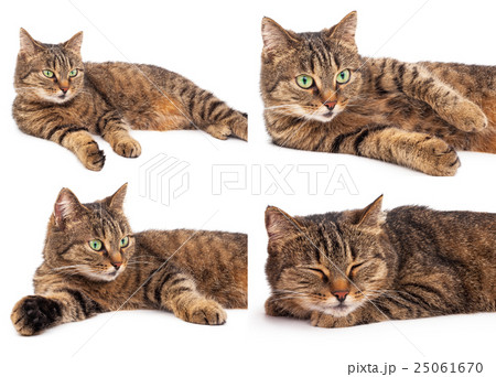 Domestic cat 25061670