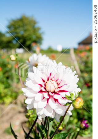 青空の下のダリアの花 25062408