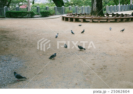鳩 ハト 採餌 25062604