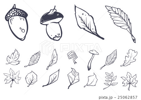 Sketch leaves elements set 25062857