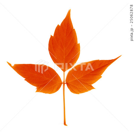 Red autumn leaf 25062878