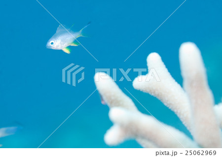 ナミスズメダイ幼魚 ナミスズメダイ幼魚 25062969