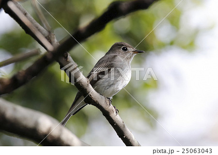 コサメビタキ 25063043