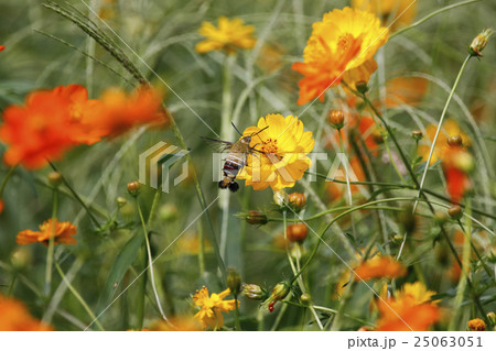 オオスカシバ 25063051