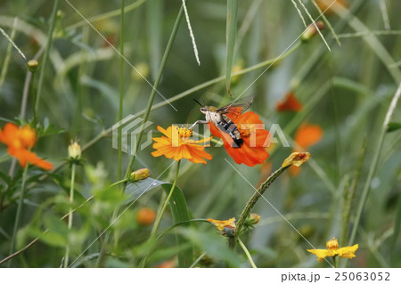 オオスカシバ オオスカシバ 25063052