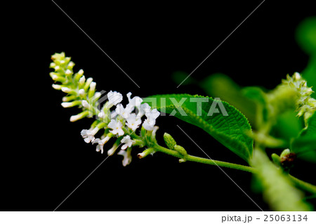 Butterfly bush white flower isolated on black 25063134