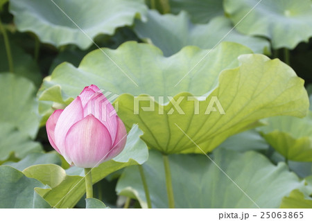 不忍池ジバスの花 不忍池ジバスの花 25063865