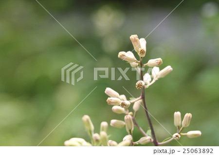 ヤブレガサの蕾 25063892