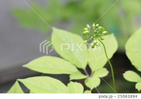 オタネニンジンの蕾 25063894