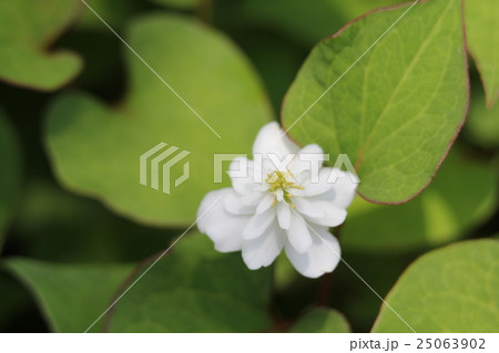 八重咲ドクダミ 25063902