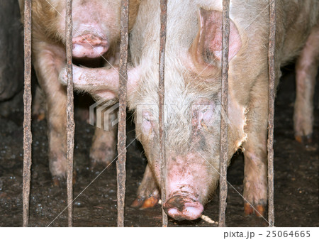 curious pigs curious pigs 25064665