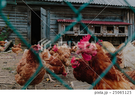 Life in the henhouse. Life in the henhouse. 25065125
