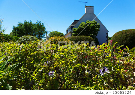 ブレア島の石造りの民家と時計草咲く垣根 25065524