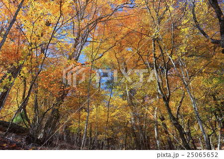 西沢渓谷紅葉(素材) 西沢渓谷紅葉(素材) 25065652