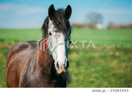 Close Up Of Horse On Summer Meadow Background 25065943