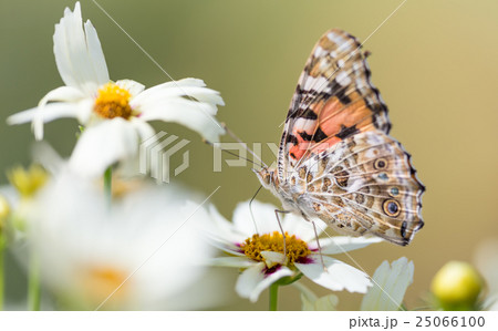 ツマグロヒョウモン 25066100