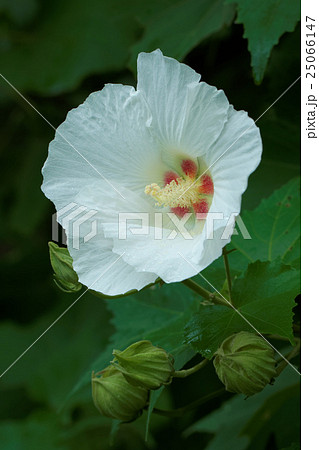 浜離宮恩賜庭園の白い酔芙蓉の花と蕾の写真素材