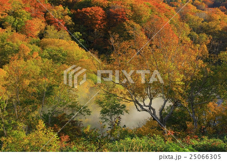 八甲田 紅葉の地獄沼 八甲田 紅葉の地獄沼 25066305