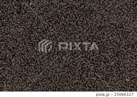 バジルシード: basil seed 25066327