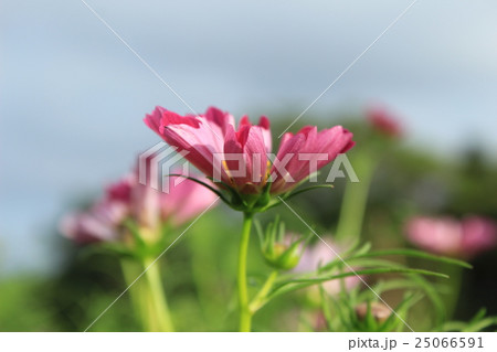 秋桜 秋桜 25066591
