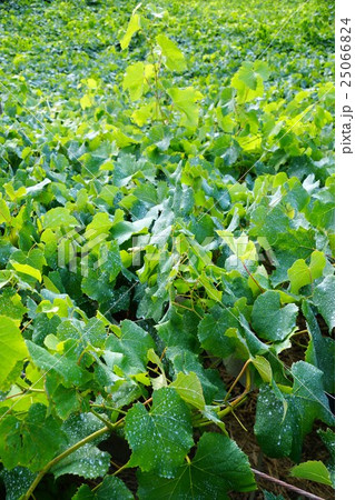 山梨県甲州市勝沼町菱山風景 山梨県甲州市勝沼町菱山風景 25066824