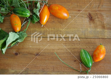 カラスウリのフレーム　秋のフレーム　秋イメージ 25066860