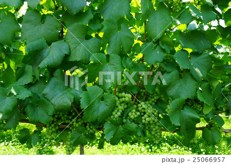 ワイン葡萄畑（山梨県甲州市勝沼町菱山） 25066957