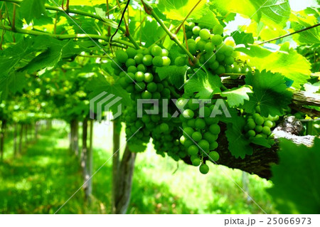 ワイン葡萄畑（山梨県甲州市勝沼町菱山） 25066973