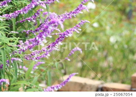 サルビアレウカンサの花 サルビアレウカンサの花 25067054