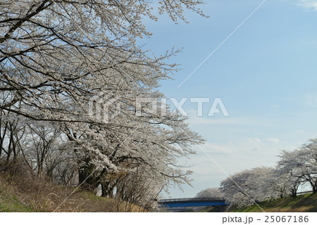 百十郎桜 百十郎桜 25067186