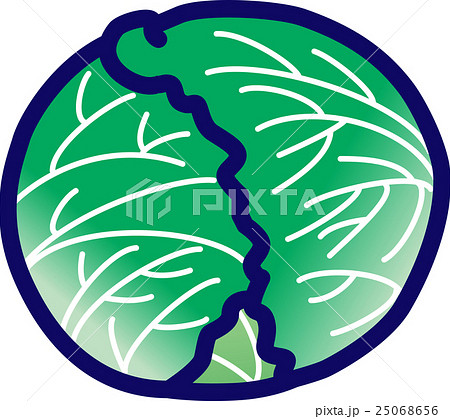 キャベツ・野菜・春キャベツ・春野菜 キャベツ・野菜・春キャベツ・春野菜 25068656