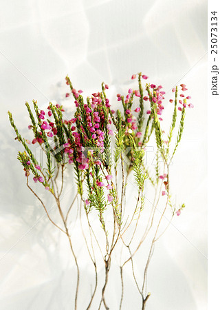 Stem Beautiful Colour Pretty Concept 25073134