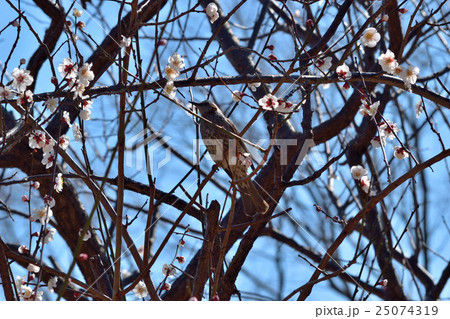 梅の花とヒヨドリ 25074319